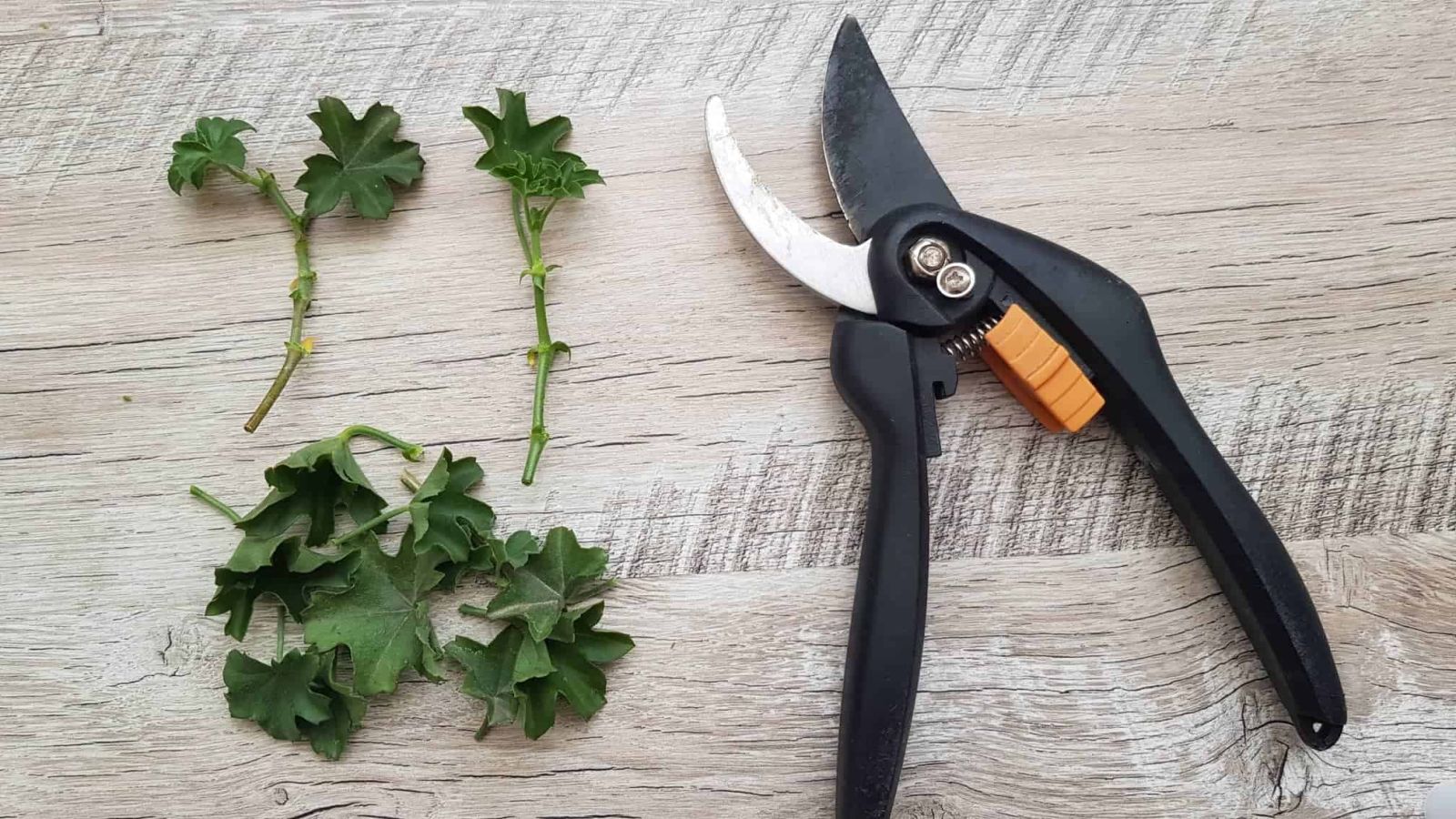 резници мушкато