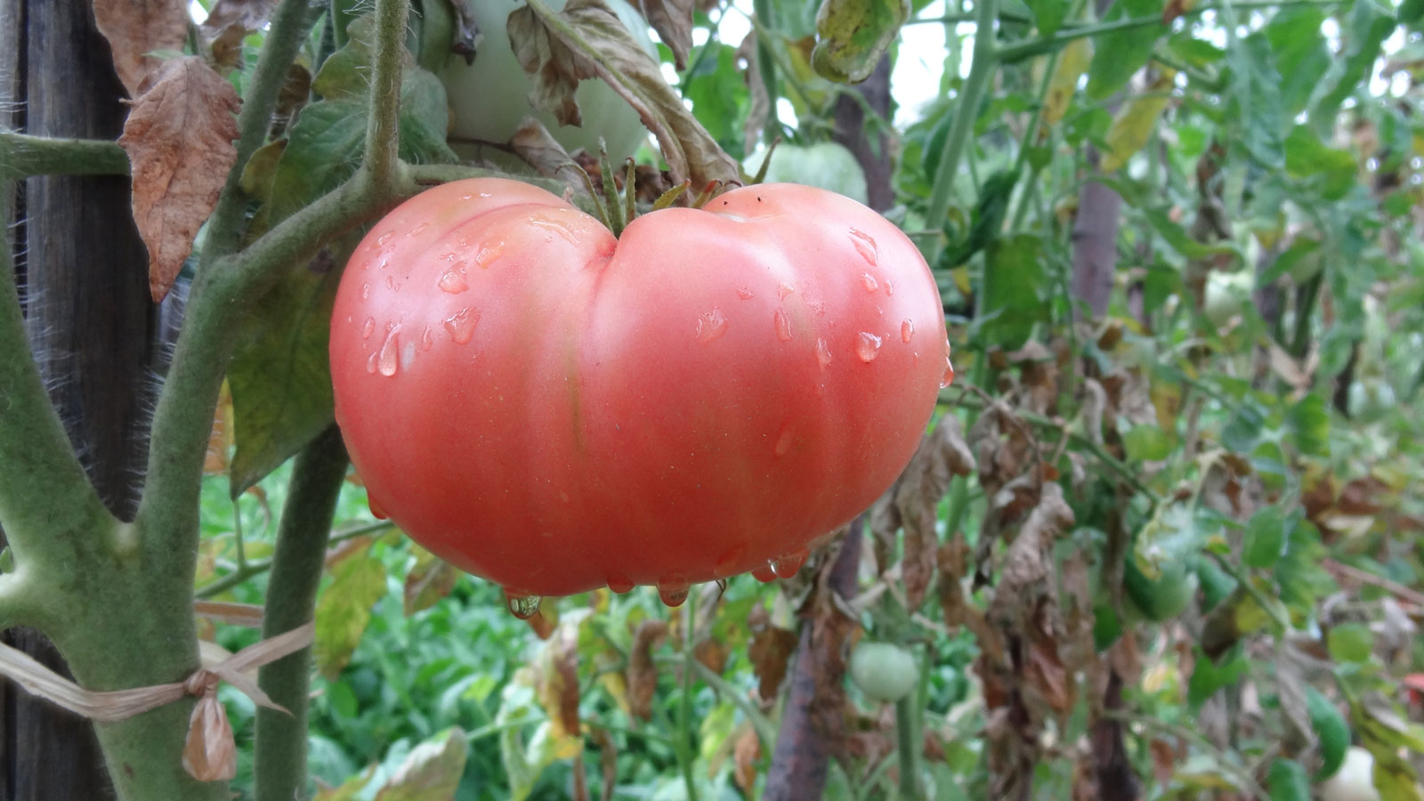За да станат доматите едри и да не се напукват при зреенето, се поливат с  този разтвор: - За Жената
