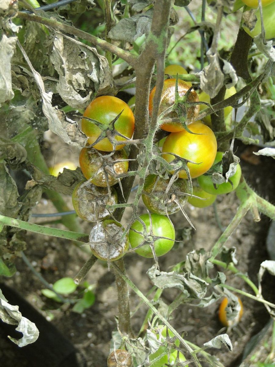 вредители по доматите