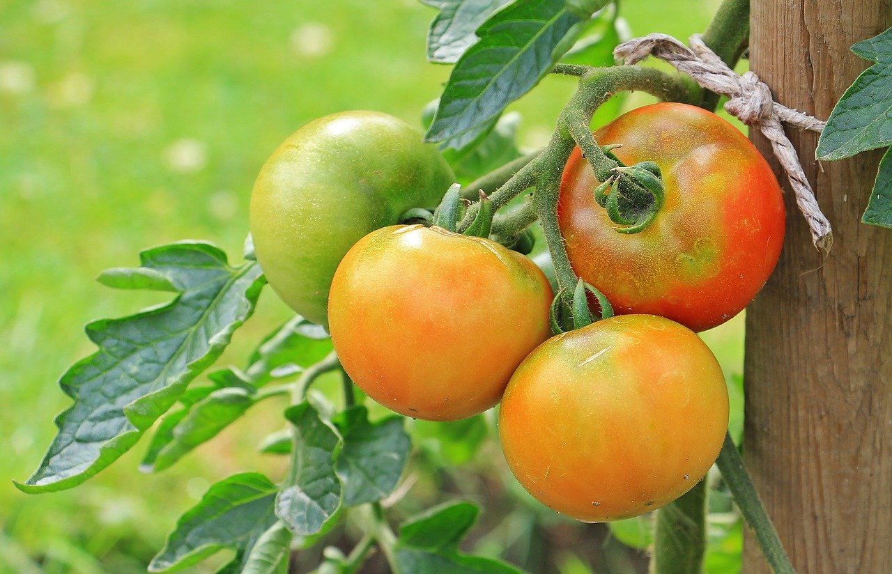 корен домати