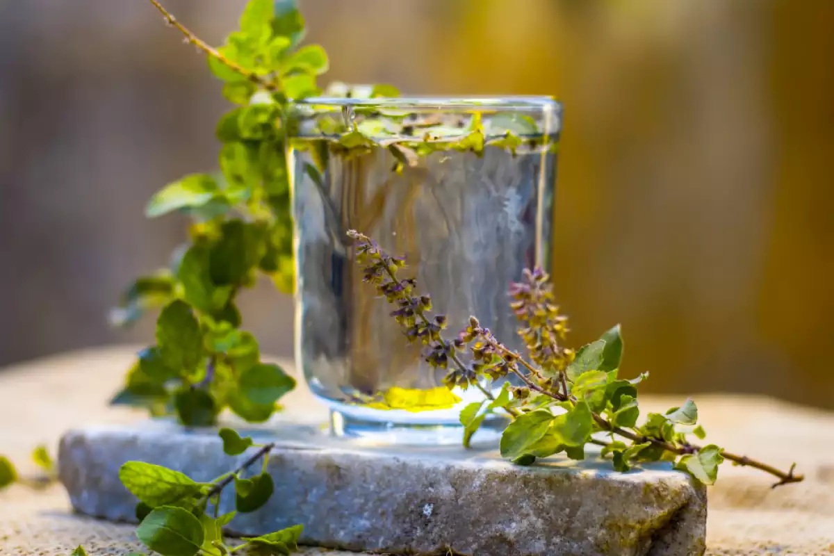 чай от тулси