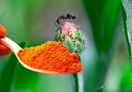 куркума срещу мравки