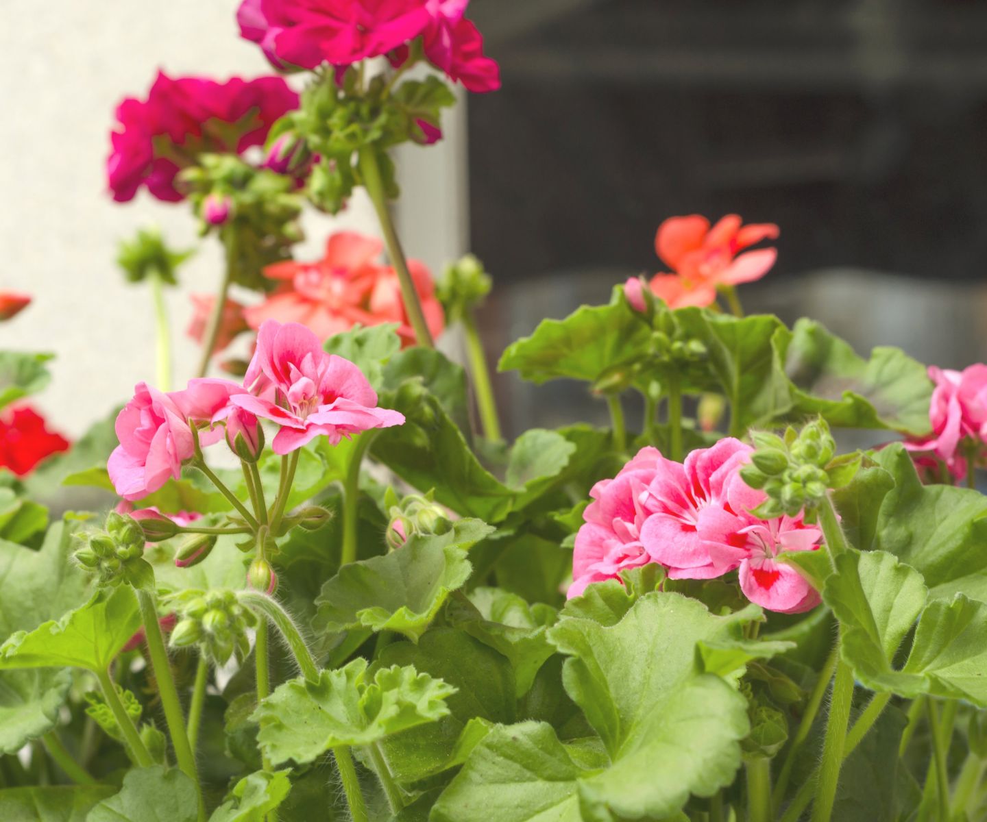 geranium spring