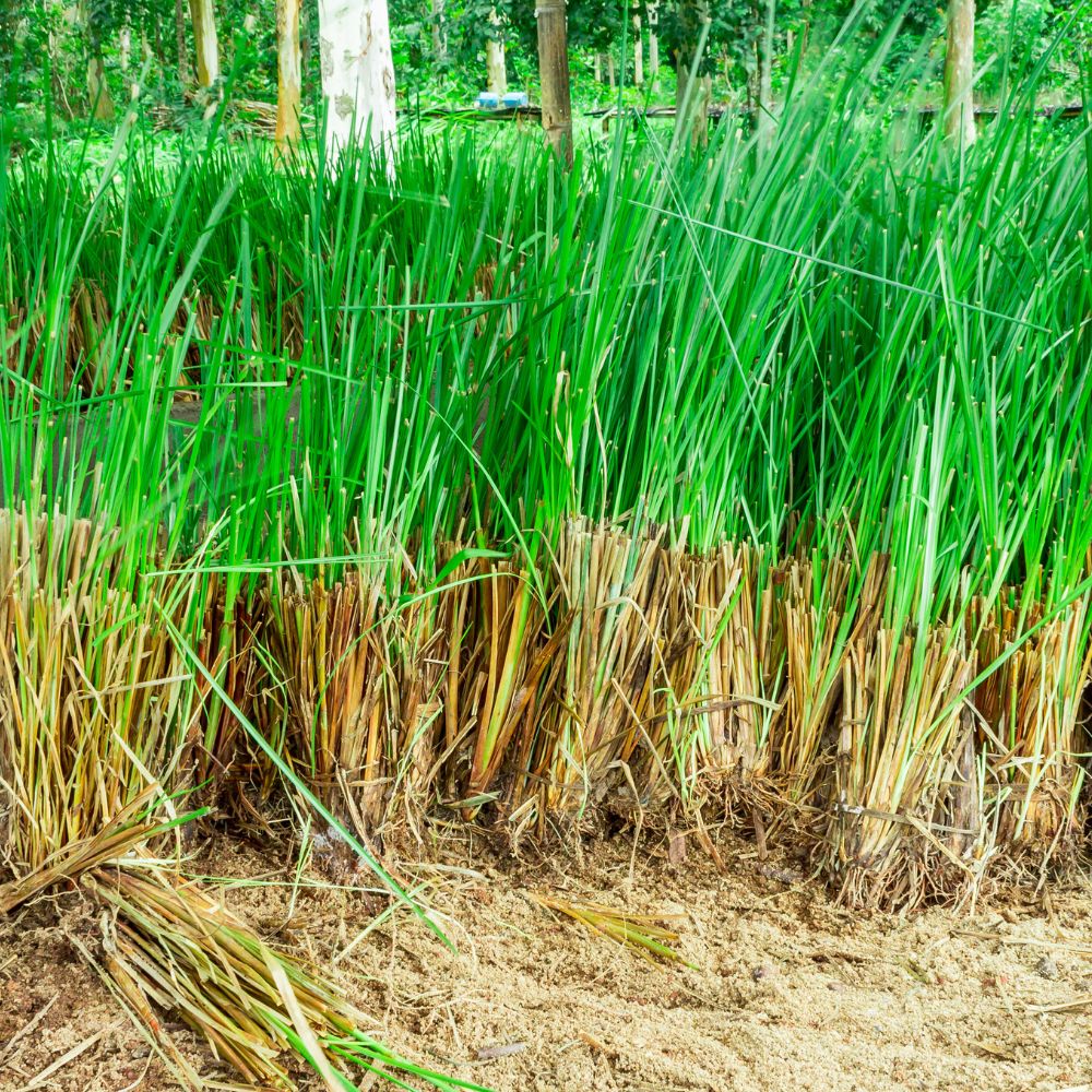 лимонена трева в природата