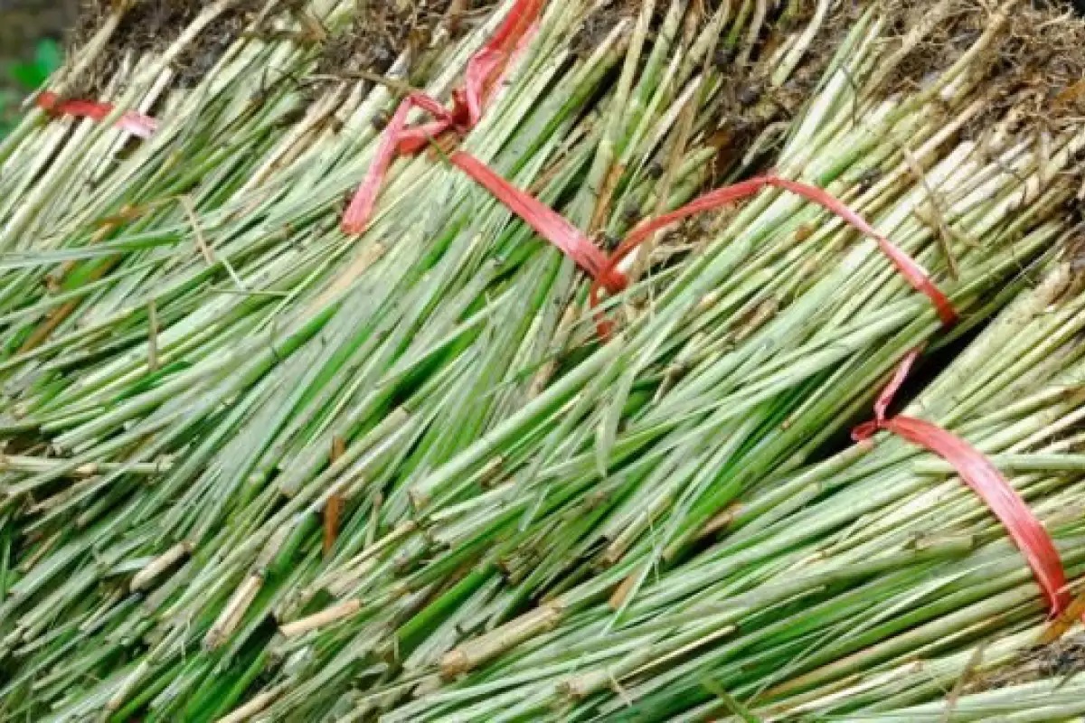 наръч лимонена трева