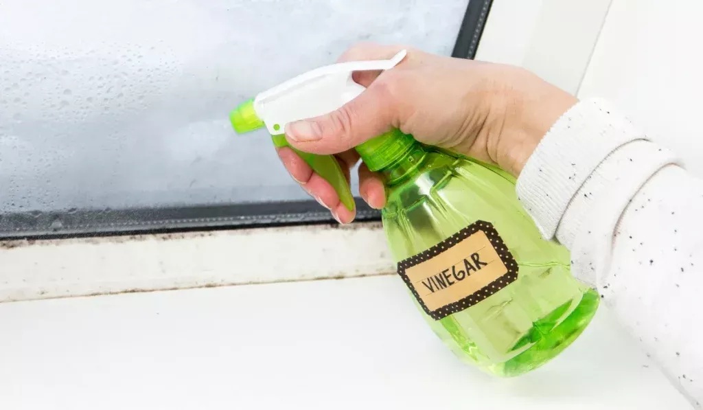 пръскане срещу мравки