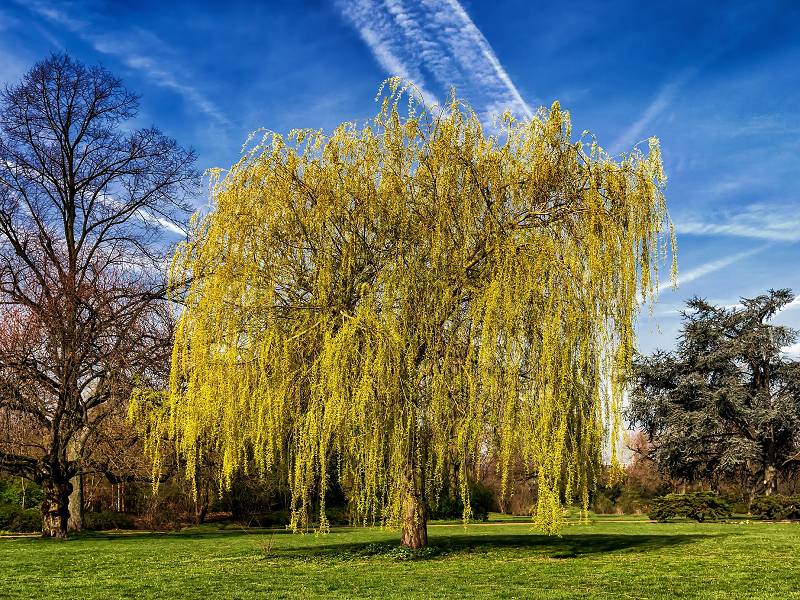 върба на двора