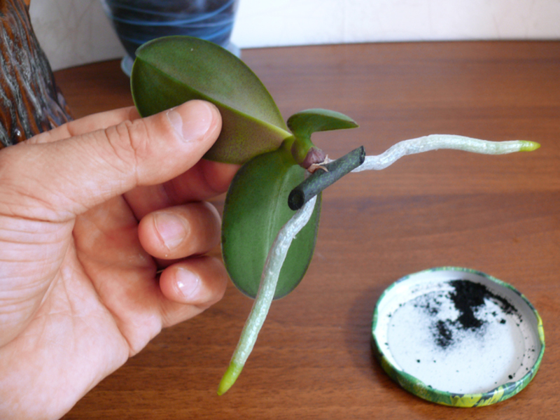 кейки бебе от фаленопсис орхидея