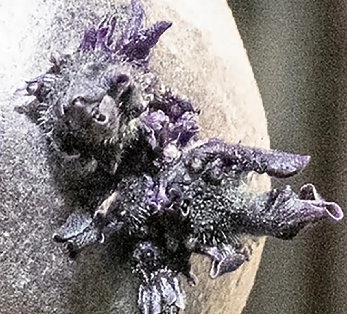 космически картоф