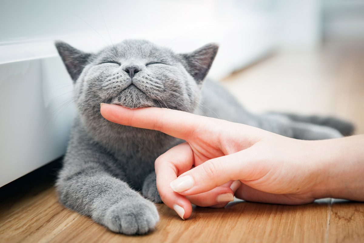 мъркащо коте