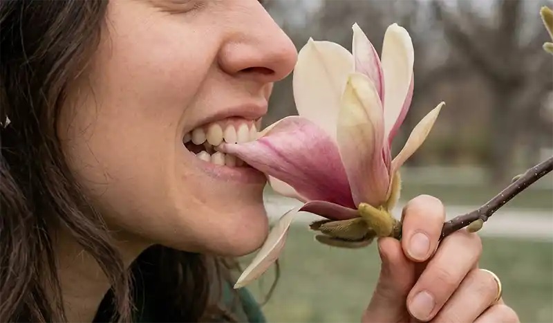 консумация магнолия