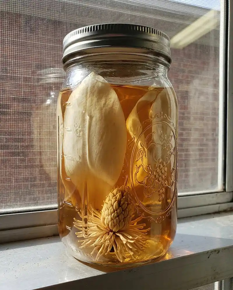 консервиране цвят магнолия