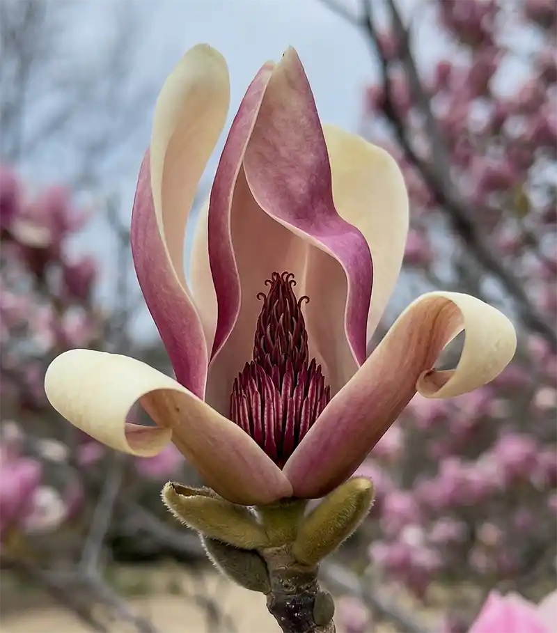 цвят на магнолия