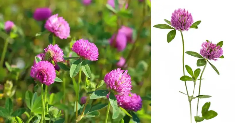 червена детелина