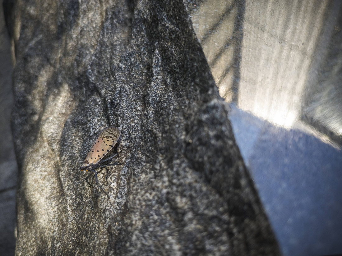 петнисти дървеници