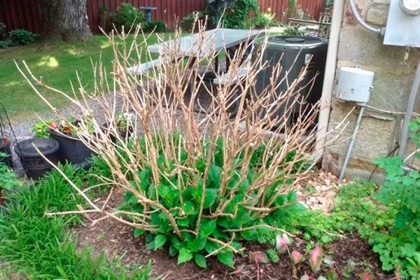 хортензия клони