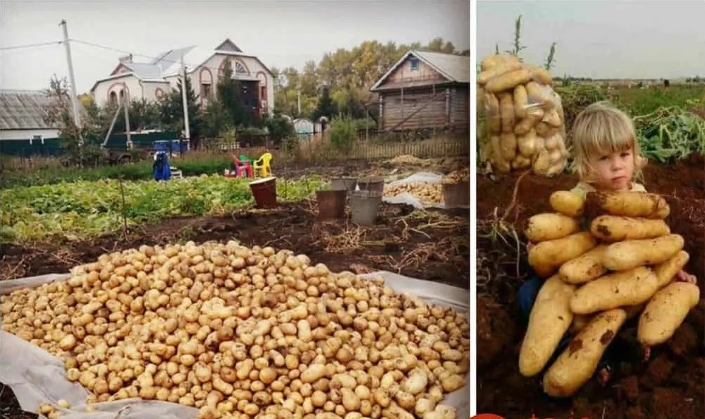 реколта картофи