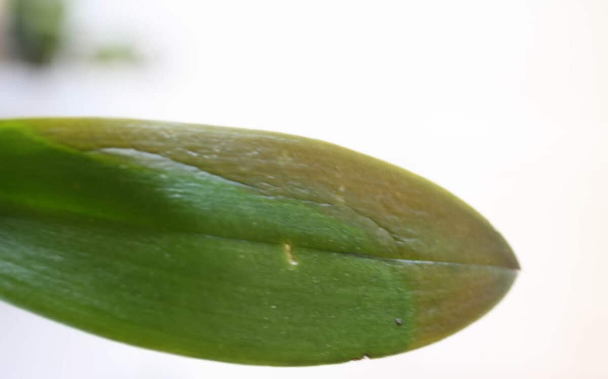 слънчево изгаряне на орхидея